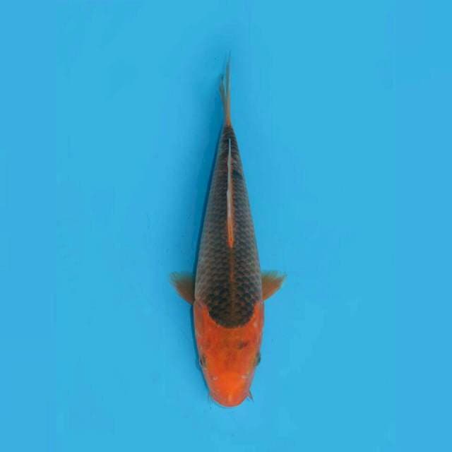 AKA MATSHUBA 28cm MALE
