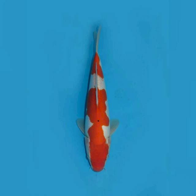FIREFOX - DOITSU KOHAKU NIDAN 25CM MALE