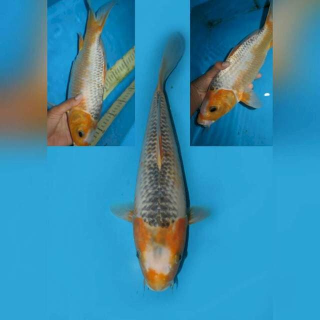 ASAGI MOTOAKA 33CM FEMALE