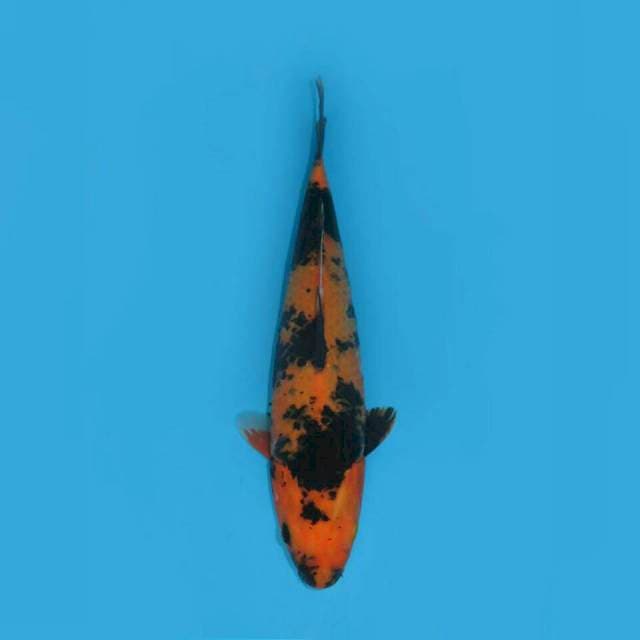 UTSURIMONO 29CM MALE