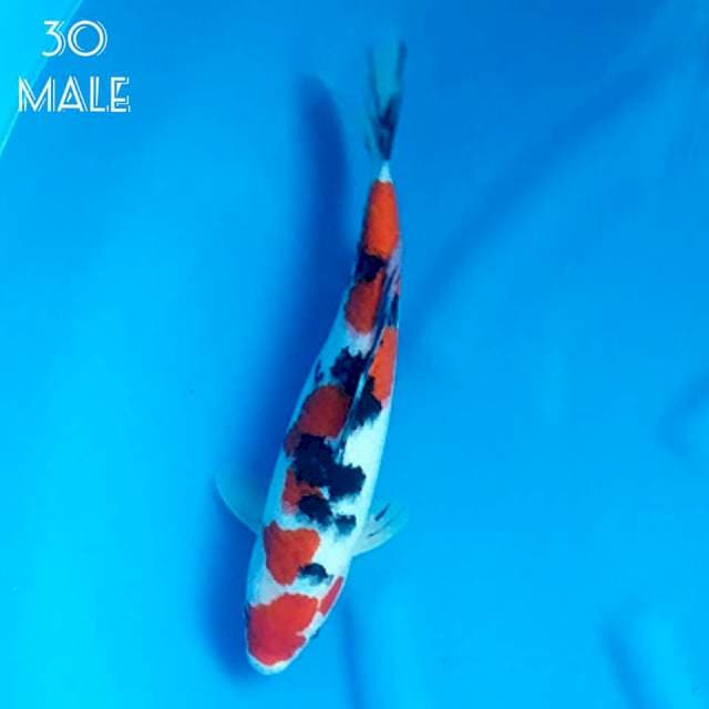 SANKE31 MALE