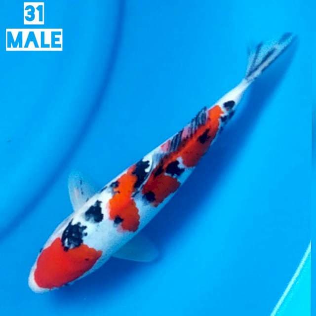 SANKE 31 MALE