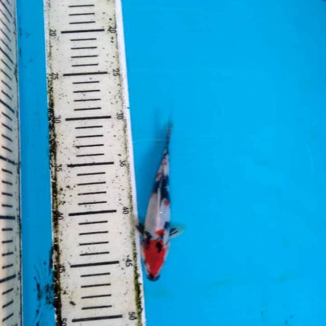 Maruten Showa Kindai 14cm