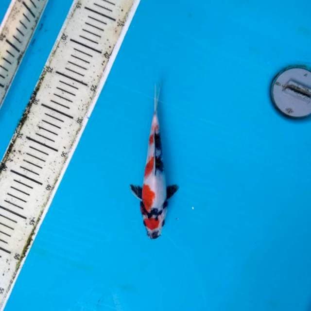 Maruten Kindai Showa 22cm