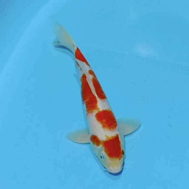 Maruthen 31cm