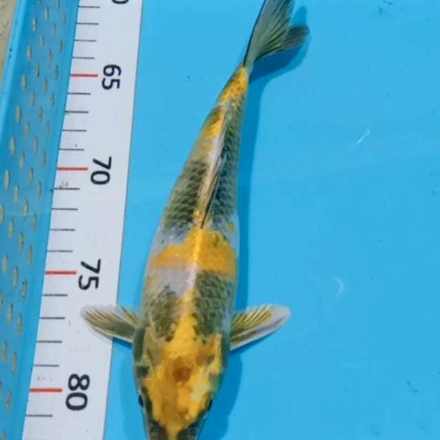 Showa kuning hikari 26cm