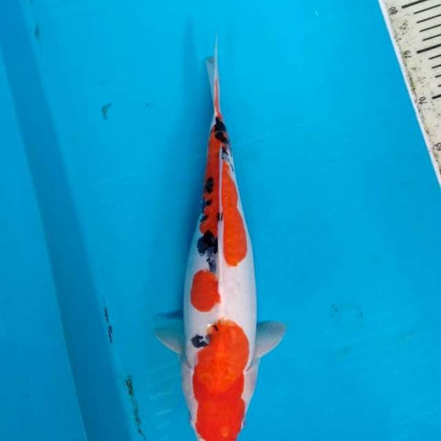 Doitsu murni sanke 41cm