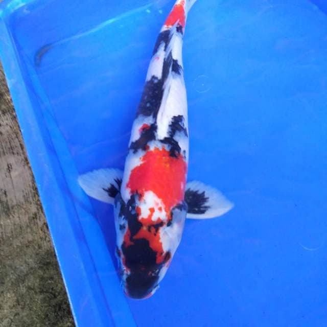 Jumbo showa sanshoku male