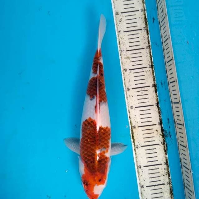 Ai Goromo 45cm hott
