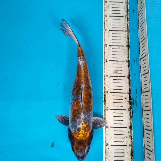 Kikoryu 40cm