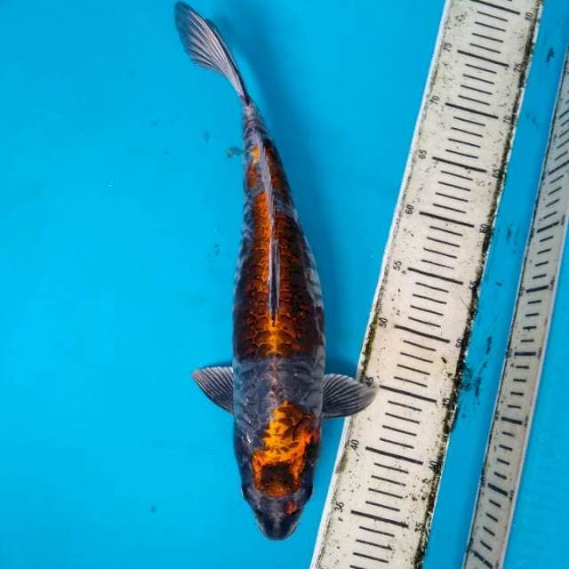 Kikoryu 42cm