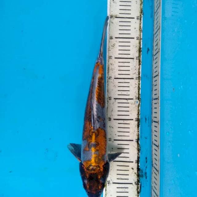 Kikoryu 41cm