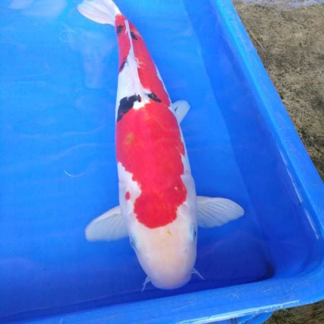 Jumbo male 48cm taisho sanshoku