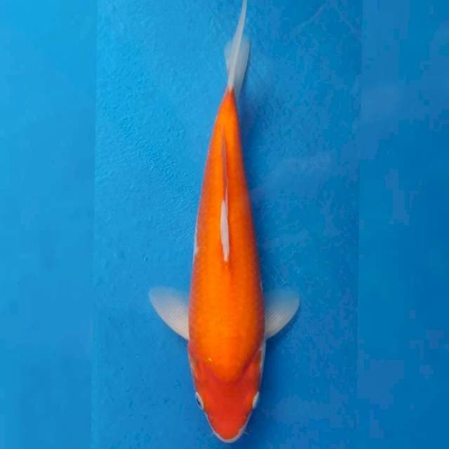 Kohaku punuk Import non serti