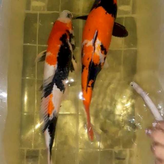 Showa calon indukan bagus Male&female