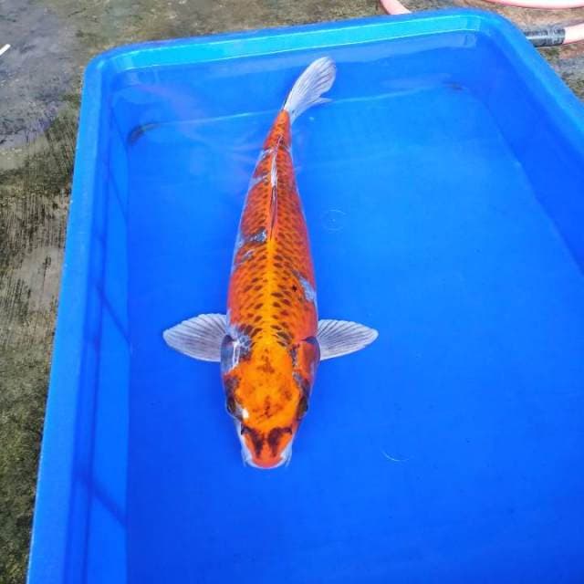 Jumbo male 45cm kujaku
