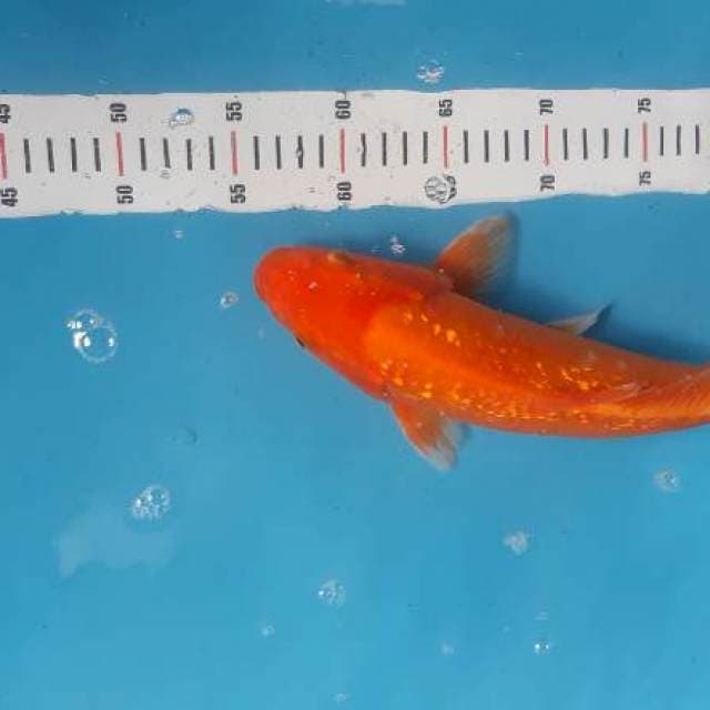 Orange ginrin jantan 36