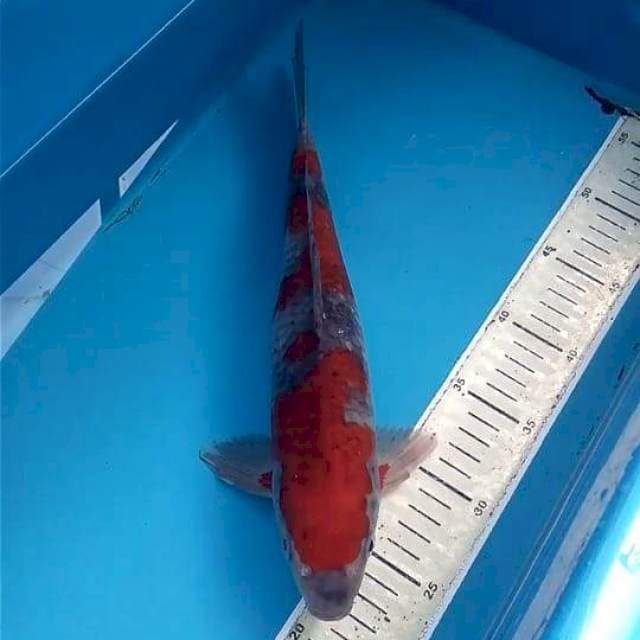 Ochiba 34cm
