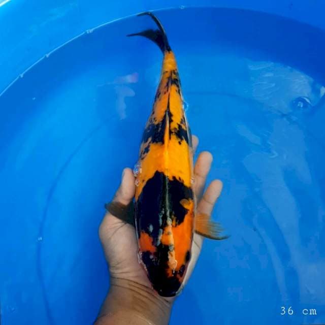 Hi utsuri doit 36 cm