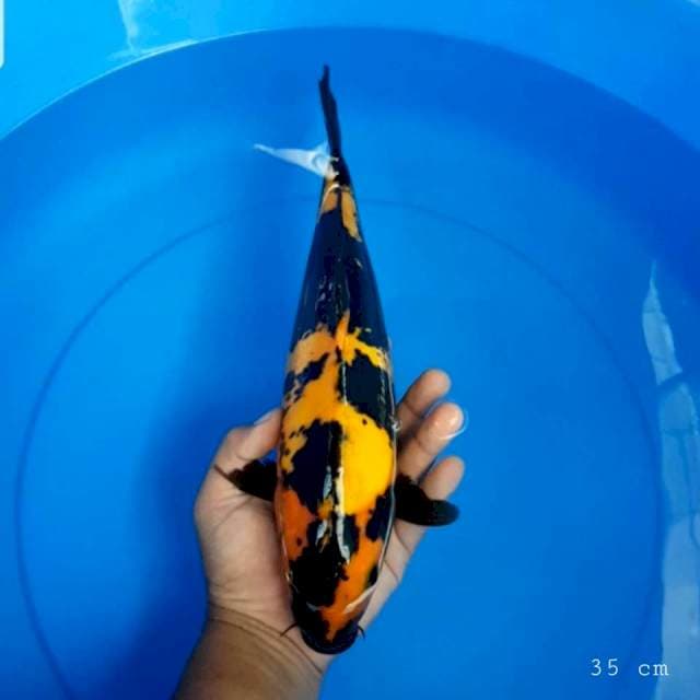 Hi utsuri doit 35 cm