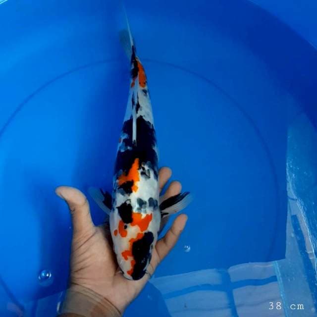 Showa 38 cm