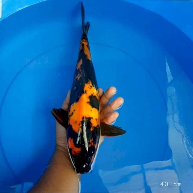 Hi utsuri 40 cm