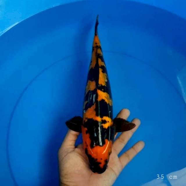 Hi utsuri doit 35 cm