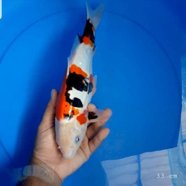 Showa doit 33 cm