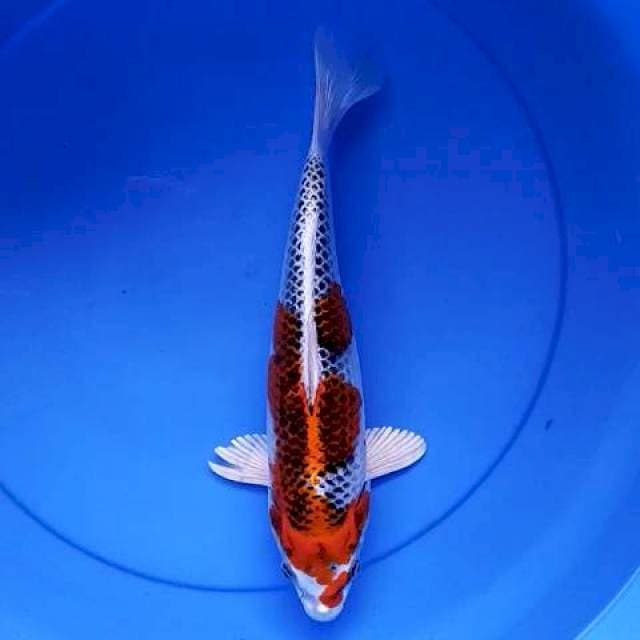 Kujaku 32 cm