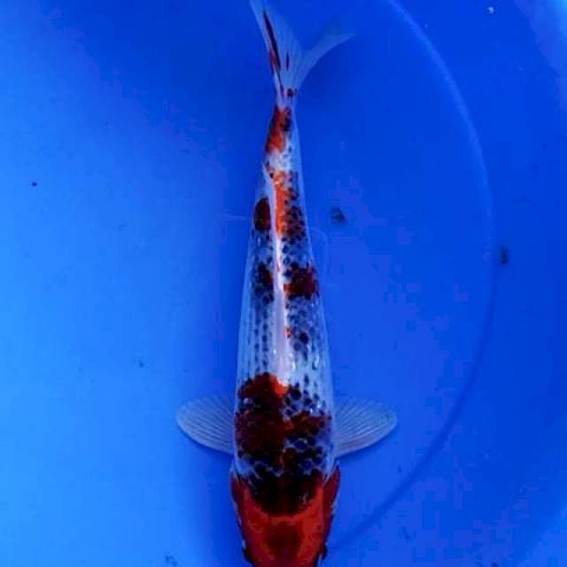 Goshiki 30 cm