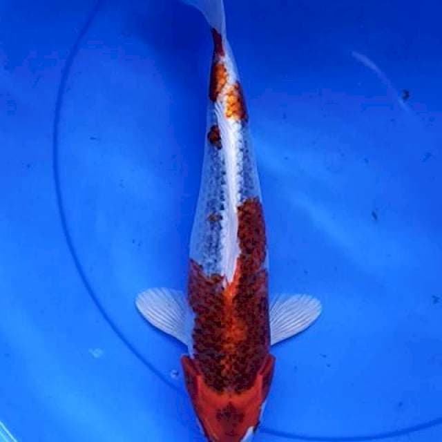 Kujaku 32 cm