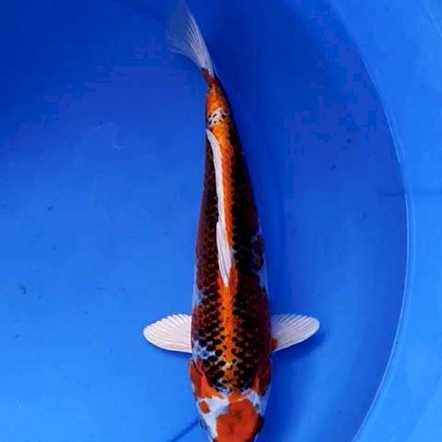 Kujaku punuk 33 cm