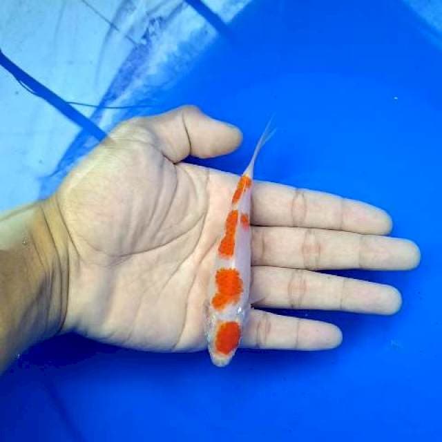 MINI KOHAKU ORIGINAL