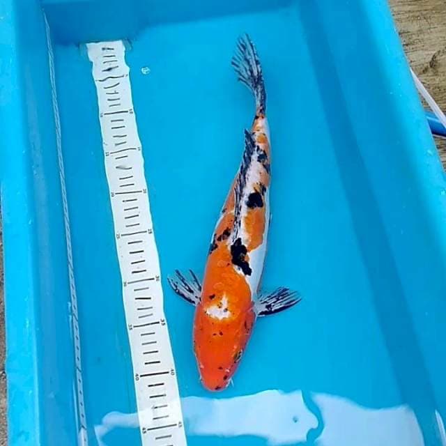 Sanke doit 40cm