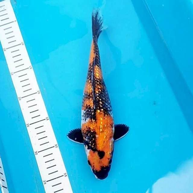 Showa Ginrin 27cm
