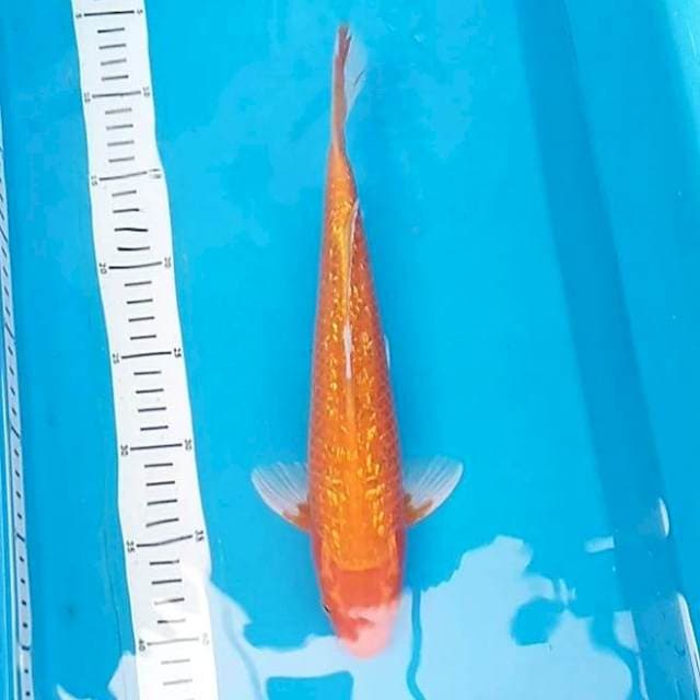 Orange ginrin 35cm