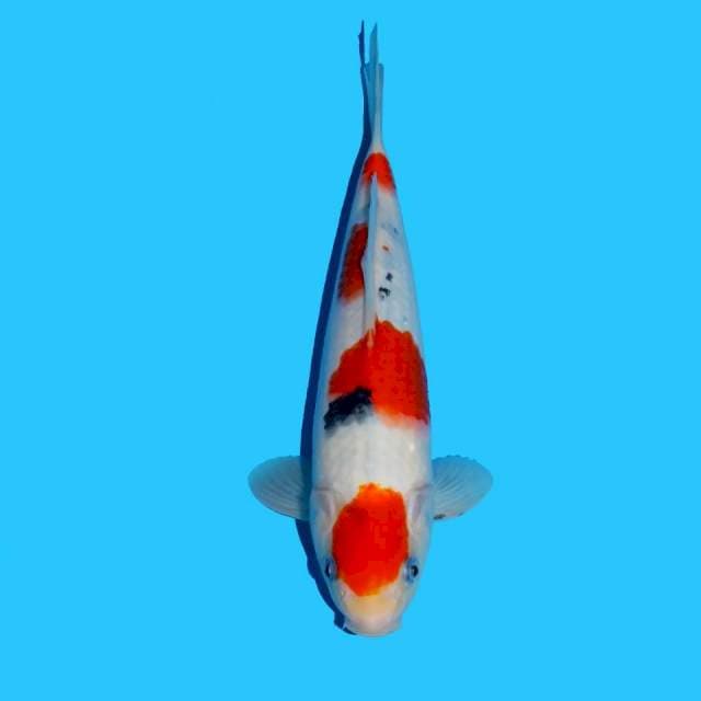 Maruten sanke stubosumi