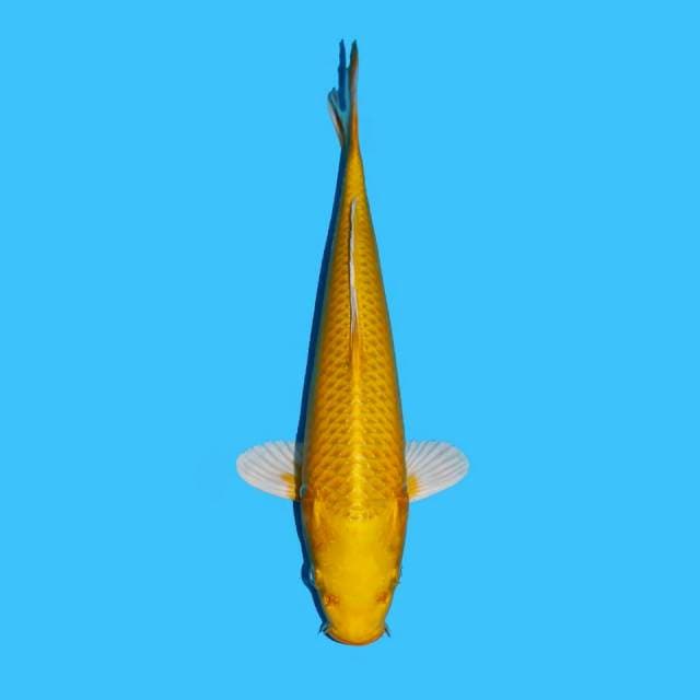 Hariwake
