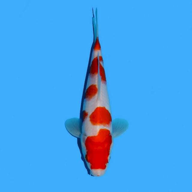 Kohaku sakura
