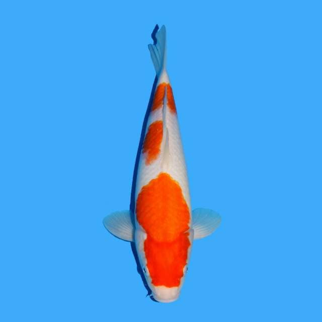 Kohaku f1