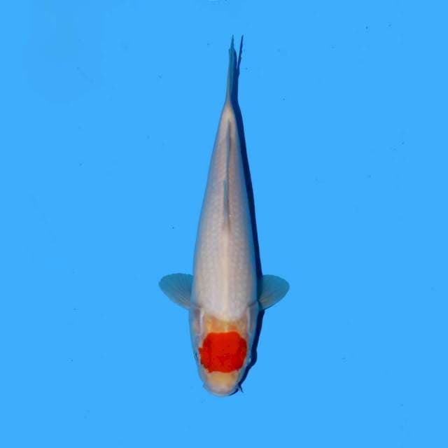 Tancho kohaku