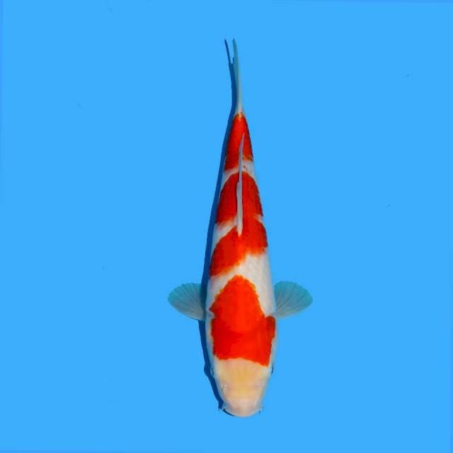 Red Kohaku f1