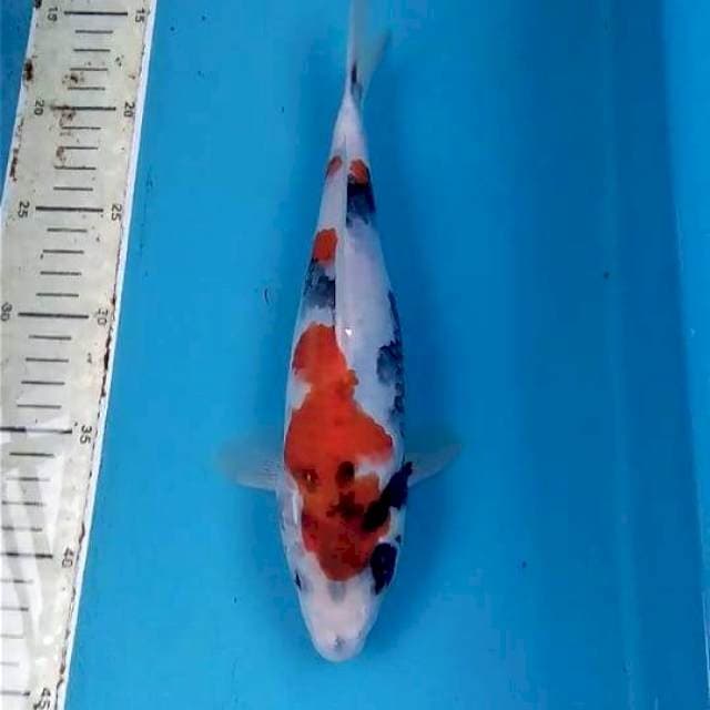 Kindai Showa 26cm