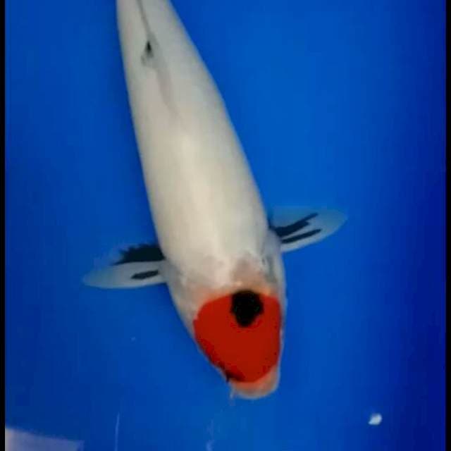 Tancho showa 35 cm
