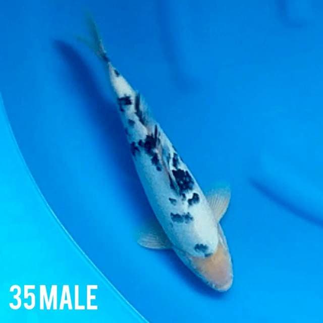 BEKKO 36 M