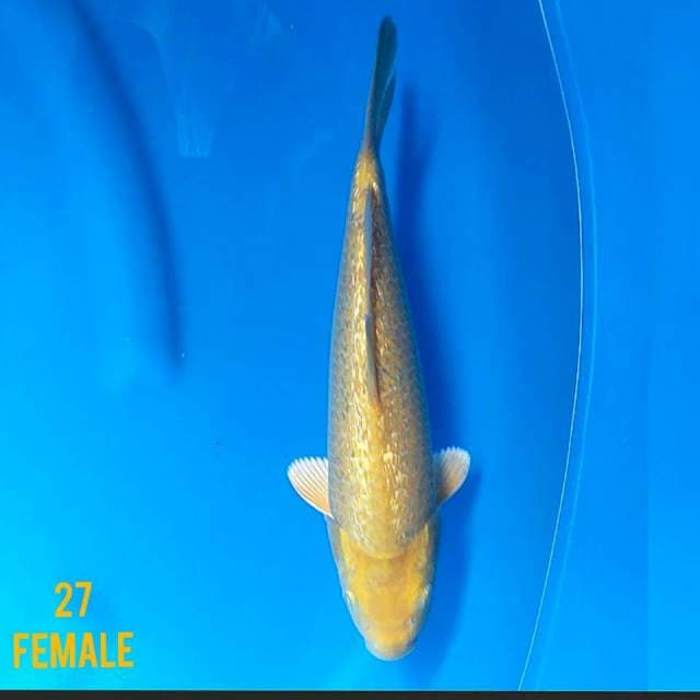 KARASI MUNUK GINRIN 27F