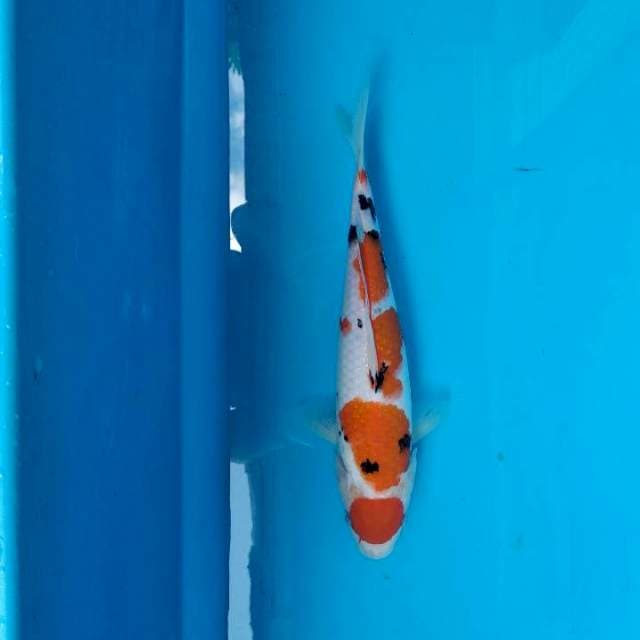 maruten sanke 33 cm