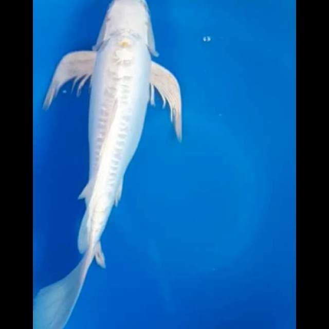 Kumpai 40cm
