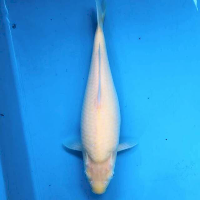 Builder Karashi 30cm / F