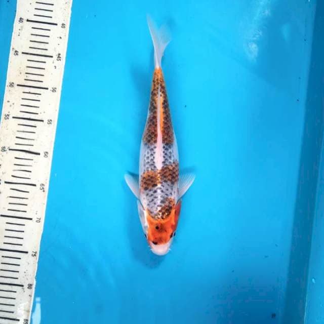 Beni gingga 33cm / F